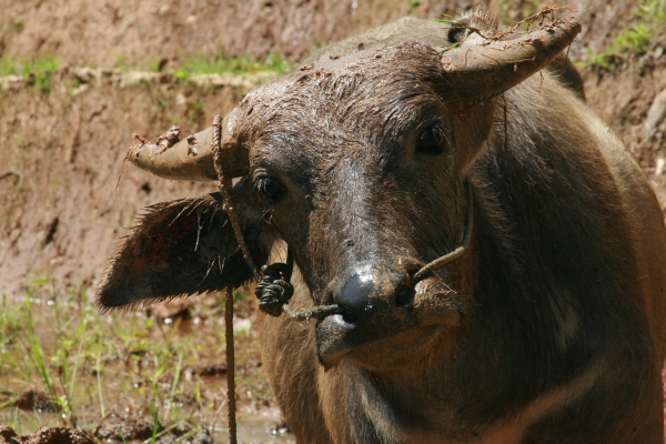 carabao in indonesia.JPG